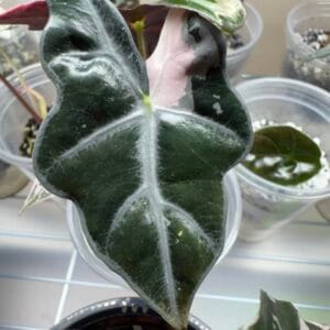 Alocasia Pink Nobilis K version