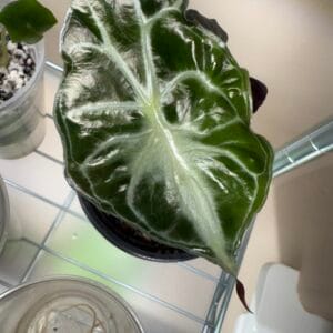 Alocasia Venom Pup