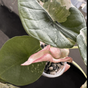 Alocasia Nebula Albo